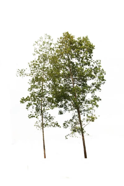 Групповое Дерево Белом Фоне Вырезанным Контуром Азиатские Природные Организационные Элементы — стоковое фото