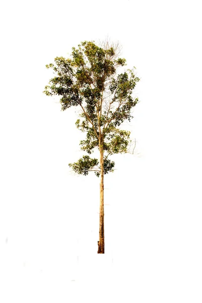 Árbol Solitario Sobre Fondo Blanco Con Camino Recorte Elementos Organizativos — Foto de Stock