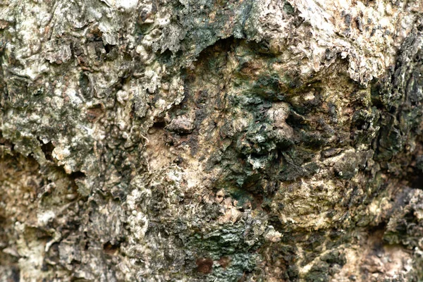 Кора Заднего Плана Коричневой Текстурой Старого Дерева — стоковое фото
