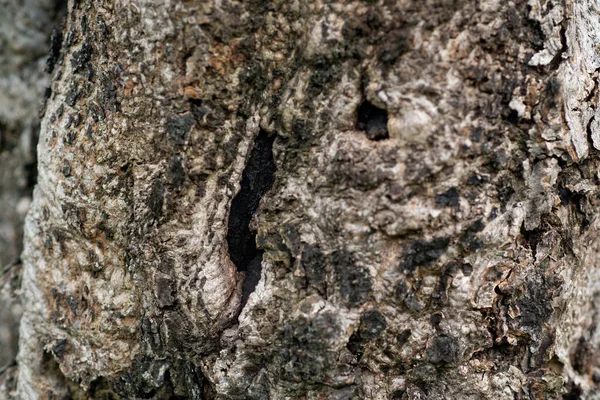 Corteccia Sfondo Corteccia Con Texture Marrone Vecchio Albero — Foto Stock