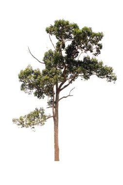 İzole edilmiş yeşil ağaç, her zaman yeşil olan yapraklar, kesme yolu ile beyaz arka planda kesilmiş bitkiler..