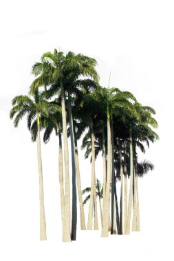 Palmiye ağacı grubu kırpma yolu olan beyaz arkaplanda izole edildi.