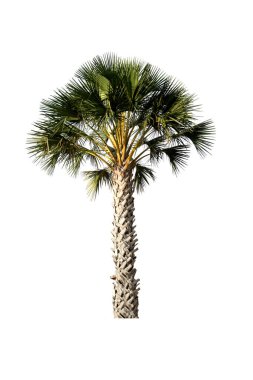 Beyaz arkaplanda izole edilmiş palmiye ağacı, kırpma yolu ile.