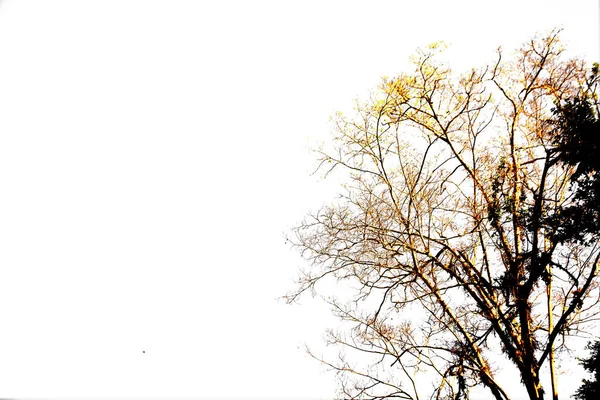 Κλάδος Του Ξηρού Και Πράσινου Δέντρου Απομονωμένο Κοπεί Λευκό Φόντο — Φωτογραφία Αρχείου