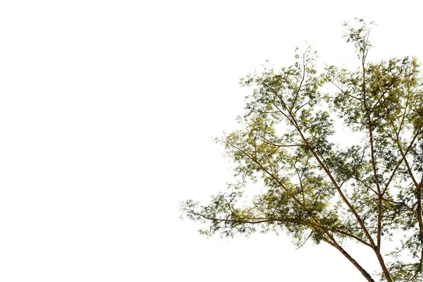 Ramo Árvore Seca Verde Isolado Cortado Fundo Branco Com Caminho — Fotografia de Stock