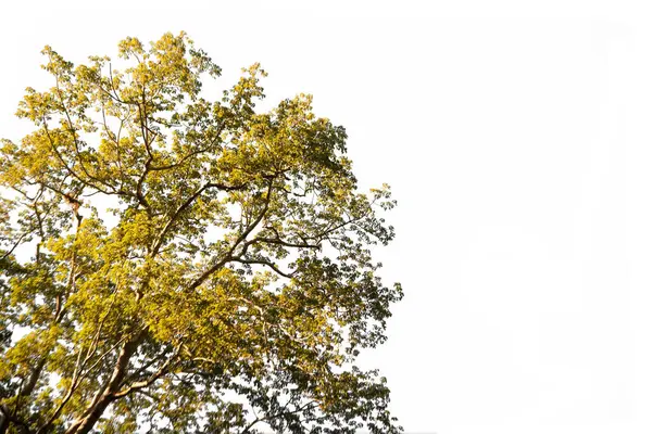 Zweig Eines Trockenen Und Grünen Baumes Auf Isoliertem Schnittgut Auf — Stockfoto