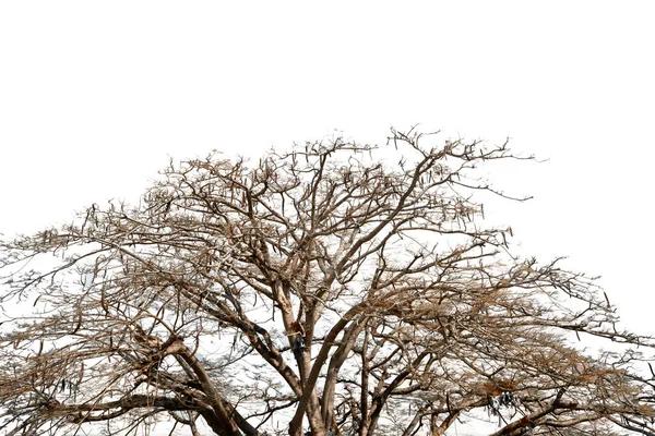 Tak Van Droge Groene Boom Geïsoleerde Gesneden Witte Achtergrond Met — Stockfoto