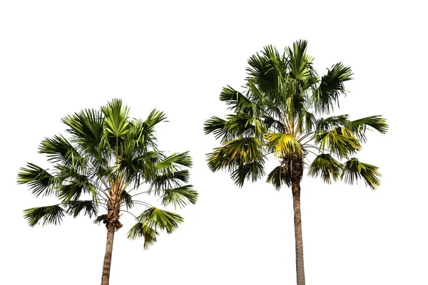 Кокосовая Пальма Изолированы Белом Фоне Вырезкой Пути Садового Дизайна — стоковое фото
