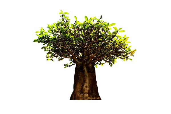 Grön Bonsai Träd Isolerad Vit Bakgrund Med Klippning Väg — Stockfoto