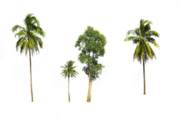 Ομάδα Καρύδας Και Πράσινο Δέντρο Απομονωμένο Ένα Αειθαλές Φύλλα Φυτό — Φωτογραφία Αρχείου