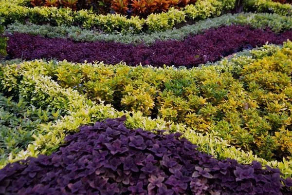 Bunte Blätter Auf Dem Park Multicolor Hinterlässt Natürlichen Hintergrund — Stockfoto