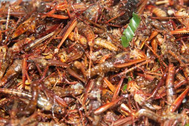 Çekirge, Tayland 'da sokak yemeği için tepside tuzla kızartılmış..