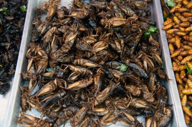 Tayland 'da sokak yemeği için tepside tuzla kızartılmış Mangachon..