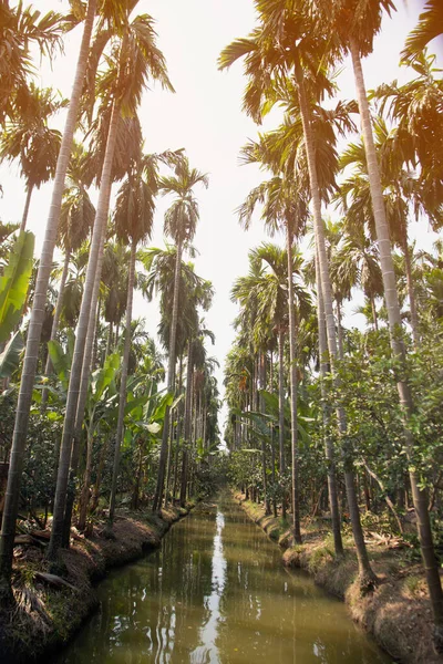 タイ国側のフィールドプランテーション沿いのベテルヤシの木の眺め — ストック写真