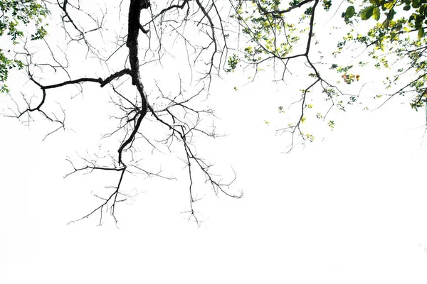 Větev Strom Izolovaný Bílém Pozadí Objekt Oříznutou Cestou — Stock fotografie