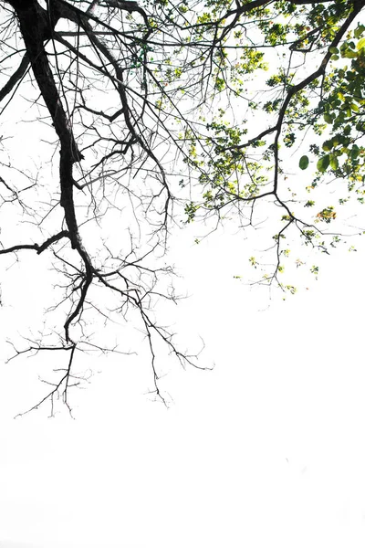 Гілка Дерева Ізольована Білому Тлі Єкт Відсічним Контуром — стокове фото