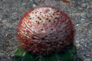 Melocactus oreas Miqu 'ya yakın. CACTACEAE. Ve bir kaktüs baharatıdır.