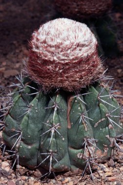 Melocactus oreas Miqu 'ya yakın. CACTACEAE. Ve bir kaktüs baharatıdır.