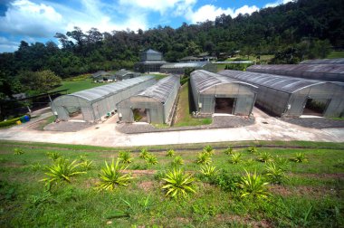 CHIENG MAI, THAILAND-SEPTEMBER 23. 2012: Tayland 'ın kuzeyindeki Chiengmai şehrindeki Kraliçe Sirikit Botanik Bahçesinde tarım için kullanılan sera binaları. 