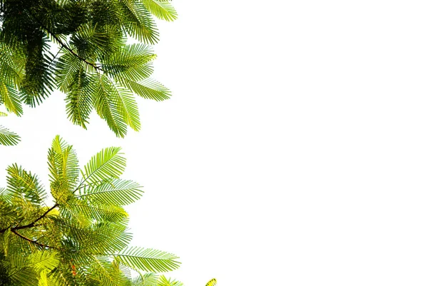 Prachtige Boomtakken Met Groene Bladeren Witte Achtergrond Met Knippad — Stockfoto