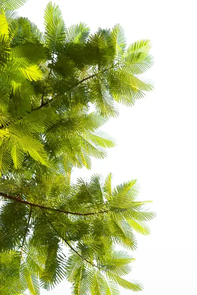 Prachtige Boomtakken Met Groene Bladeren Witte Achtergrond Met Knippad — Stockfoto