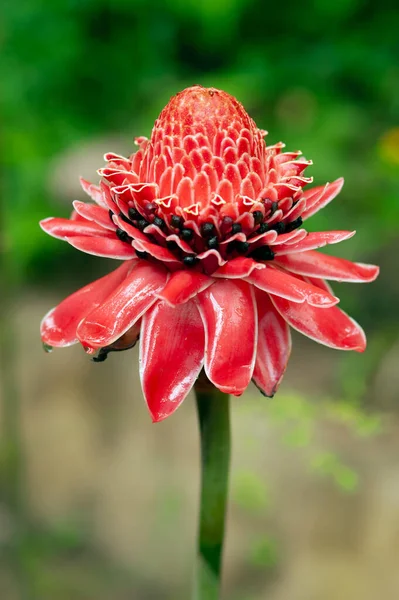 Close Beautiful Pink Petal Torch Ginger Flower Which Make Freshness — Stock Photo, Image