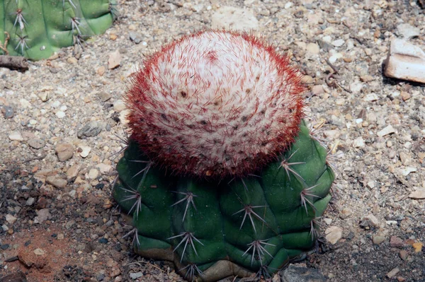 Sluiten Van Melocactus Oreas Miqu Cactaceae Een Kruidige Cactus — Stockfoto