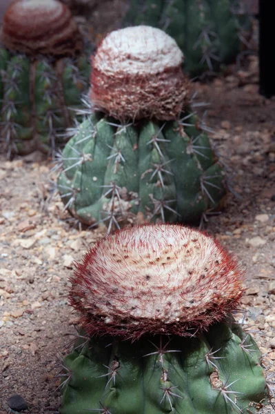 Közelről Melocactus Oreas Miqu Kakaktuális Kaktuszfűszerek — Stock Fotó