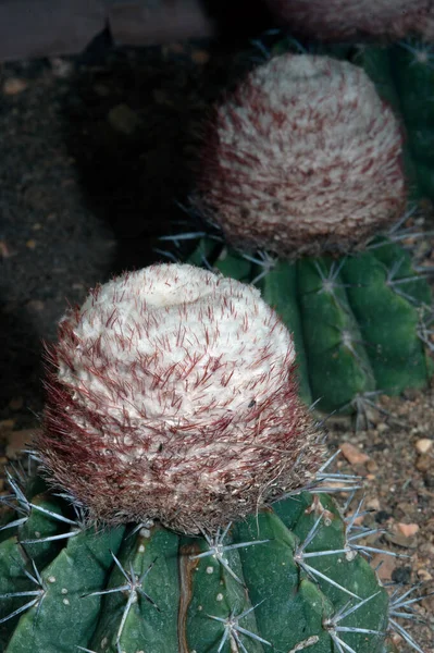 Κοντινό Πλάνο Του Melocactus Oreas Miqu Cataceae Και Είναι Ένα — Φωτογραφία Αρχείου