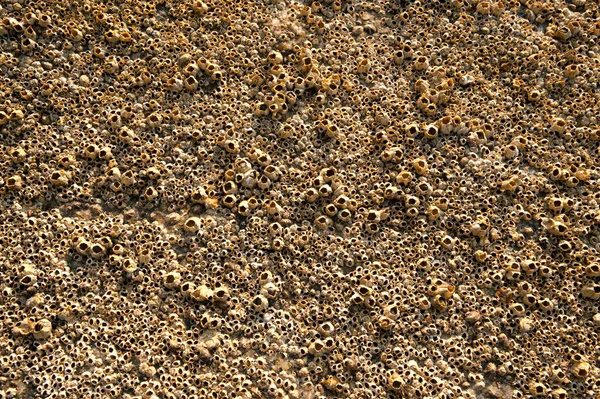 Vista Cerca Los Percebes Incrustados Las Rocas Orilla Del Mar — Foto de Stock