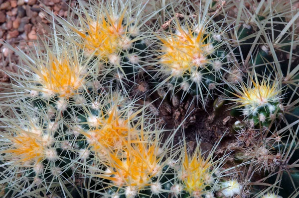Echinocactus Grusonii Hildm Cactaceae Una Especie Cactus —  Fotos de Stock