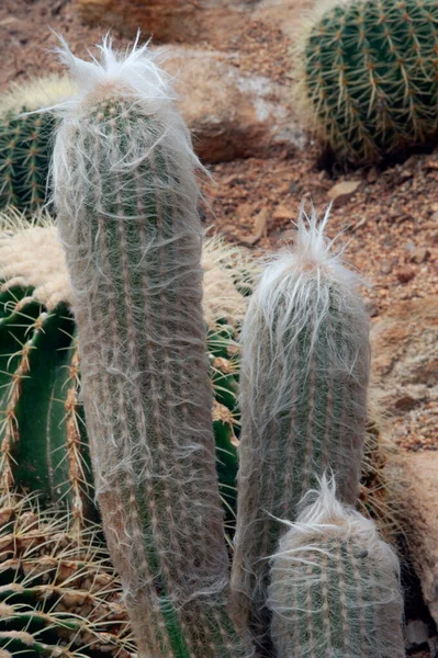 Εσποζτόα Νάνα Ρίτερ Cataceae Ένα Είδος Κάκτου — Φωτογραφία Αρχείου