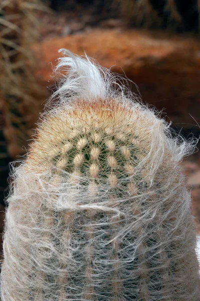 Espostoa Nana Ritter Cactaceae Een Soort Cactus — Stockfoto