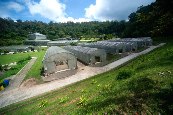 Chieng Mai Tailandia Septiembre 2012 Edificios Invernadero Utilizados Para Cultivo —  Fotos de Stock