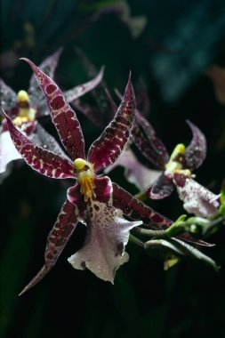 Çiftlikteki Orkide Evi 'nde tam çiçekli Örümcek Orkideleri.