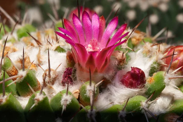 Mammillaria Pringlei Brand Cataceae Και Είναι Ένα Μπαχαρικό Κάκτου — Φωτογραφία Αρχείου