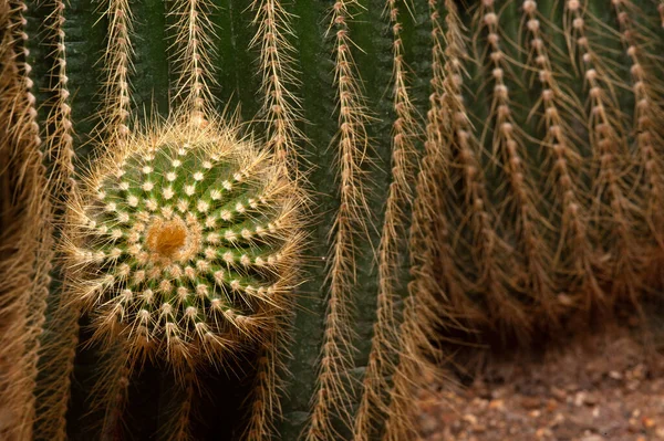 Parodia Magnifica Ritt Cactaceae Nincs Magyar Neve Kaktuszfűszerek — Stock Fotó