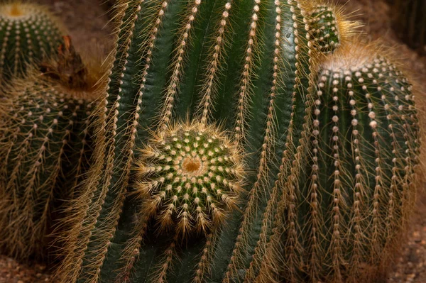 Parodia Magnifica Ritt Cactaceae Una Picadura Cactus —  Fotos de Stock