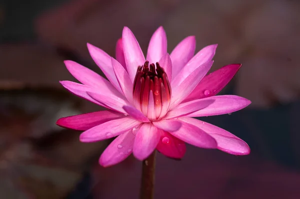 Flores Lótus Rosa Estão Florescendo Noite Cercado Por Folhas Lótus — Fotografia de Stock