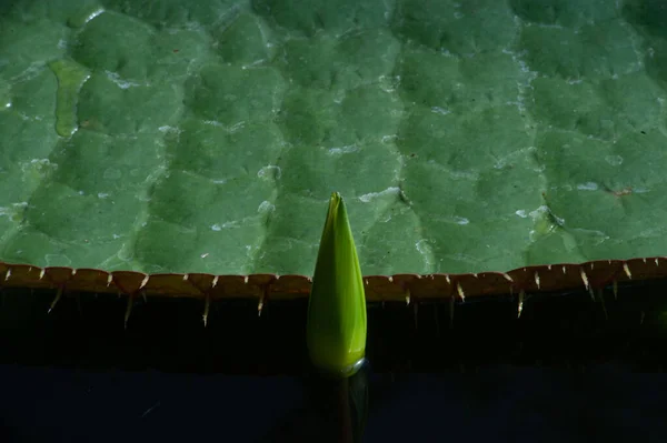 Het Blad Van Nymphaeaceae Familie Waterlelie — Stockfoto