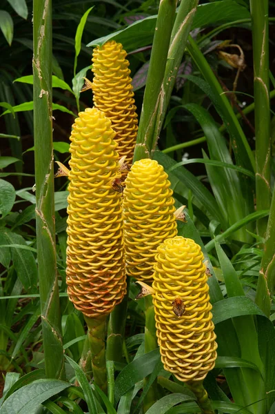 Zingiber Spectabile Griff Conhecido Como Zingiberaceae Flor Tropical — Fotografia de Stock