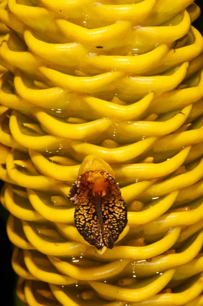 Zingiber Spectabile Griff Відома Тропічна Квітка — стокове фото