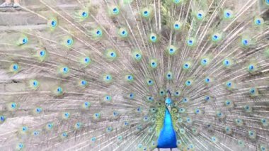 Yakın çekim tavus kuşu güzel tüyler gösterir. Erkek tavus kuşu kuyruk tüylerini gösterir. Yayılmış kuyruk tüyleri çıkıyor.