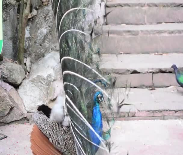 Großaufnahme Pfau Zeigt Schöne Federn Der Männliche Pfau Zeigt Schwanzfedern — Stockvideo