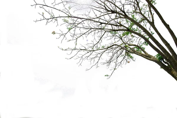 Гілки Дерева Ізольовані Білому Тлі Обрізаними Доріжками Дизайну Саду Тропічні — стокове фото