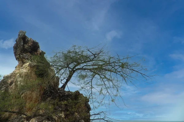 Träd Klipporna Och Blå Himmel Bakgrunden — Stockfoto