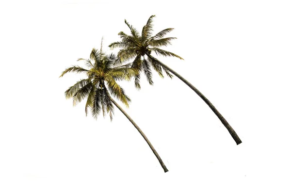 Dois Cocos Palmeira Com Isolado Fundo Branco Com Caminho Recorte — Fotografia de Stock