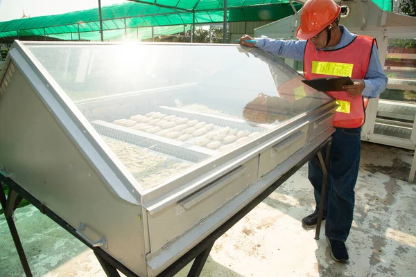 Asyalı Erkek Mühendis Güneş Enerjili Meyve Kuluçka Makinesini Kontrol Ediyor — Stok fotoğraf