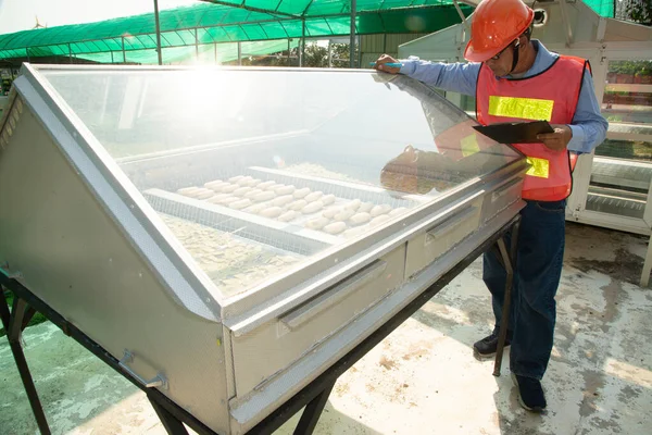 Ingeniero Masculino Asiático Comprobando Registrando Incubadora Fruta Solar Imagen de stock