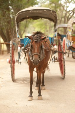 Arabanın içinde Inwa antik kent, Myanmar.